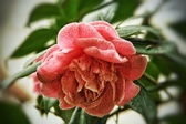 Enlarge photo 38
