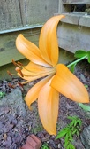 Enlarge photo 14
