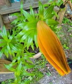 Enlarge photo 17