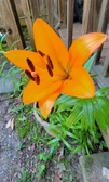 Enlarge photo 23