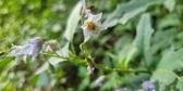 Enlarge photo 50
