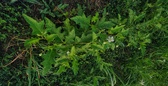 Enlarge photo 51