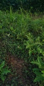 Enlarge photo 52