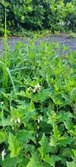 Enlarge photo 54