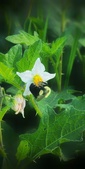 Enlarge photo 55