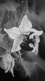 Enlarge photo 62