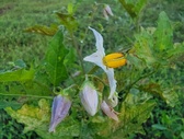 Enlarge photo 68