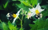 Enlarge photo 73