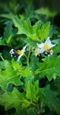 Enlarge photo 72