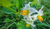 Enlarge photo 79
