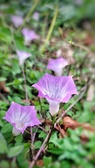 Enlarge photo 67