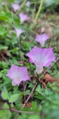 Enlarge photo 71