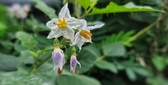 Enlarge photo 25