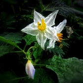 Enlarge photo 16