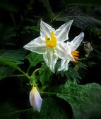 Enlarge photo 83