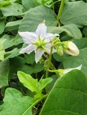 Enlarge photo 13