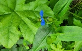 Enlarge photo 59