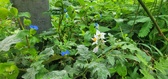 Enlarge photo 51