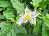 Enlarge photo 7
