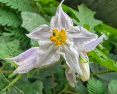 Enlarge photo 4