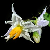 Enlarge photo 76