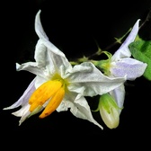 Enlarge photo 78