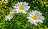 Enlarge photo 35