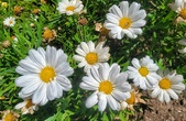 Enlarge photo 34