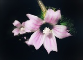 Wildflowers Folder