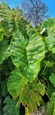 Enlarge photo 39