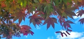 Enlarge photo 35