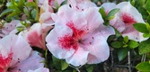 Enlarge photo 33