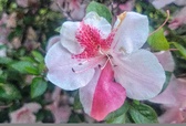 Enlarge photo 42