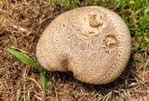 Enlarge photo 46