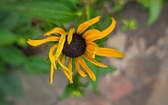 Enlarge photo 49