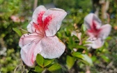Enlarge photo 33