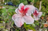 Enlarge photo 34