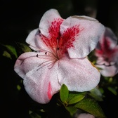 Enlarge photo 35