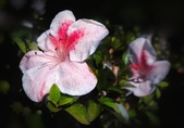 Enlarge photo 36