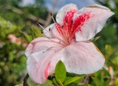 Enlarge photo 37
