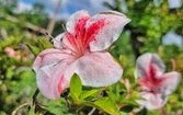 Enlarge photo 38