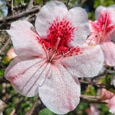 Enlarge photo 41