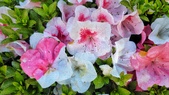 Enlarge photo 43