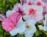 Enlarge photo 47