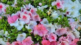 Enlarge photo 46