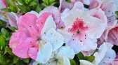 Enlarge photo 45