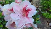 Enlarge photo 49