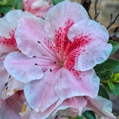 Enlarge photo 51