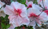 Enlarge photo 52