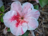 Enlarge photo 53